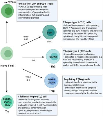 Understanding Early-Life Adaptive Immunity to Guide Interventions for Pediatric Health